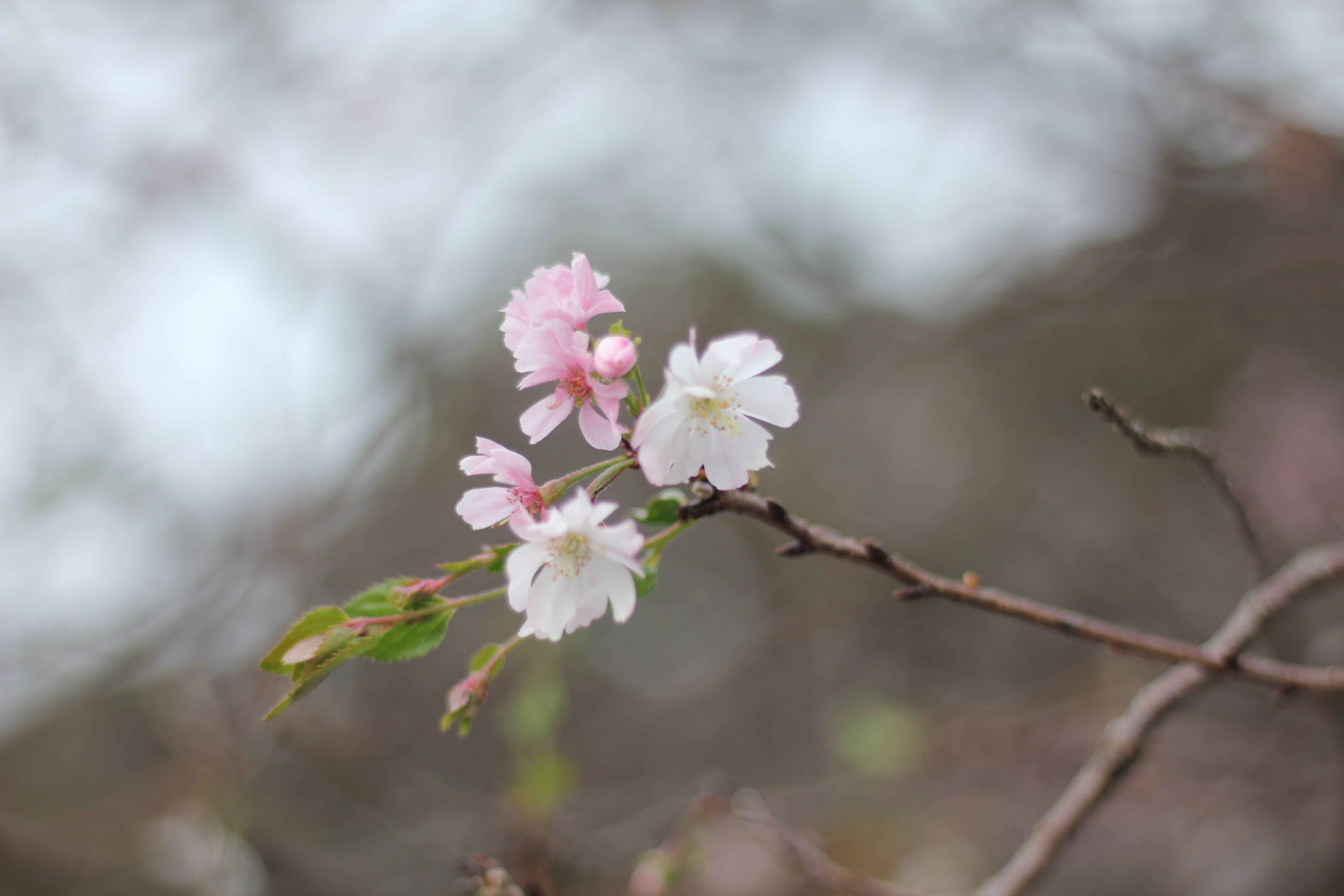 櫻木神社　10月桜